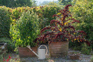 Amarant (Amaranthus) und Duftnessel (Agastache foeniculum) im Topf auf Kiesterrasse