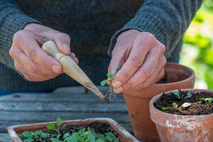 Argentine verbena (Verbena bonariensis), growing and pricking out, close-up