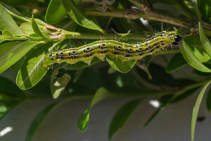 Box tree moth (Cydalima perspectalis), pest on boxwood