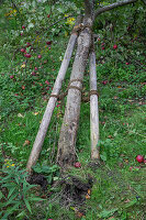 Apple tree uprooted by the storm with supporting posts and fruit on the tree in the garden