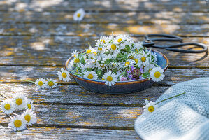 Individual flowers, daisies (Bellis perennis) and little brownbell (Prunella vulgaris) prepared for drying for tea