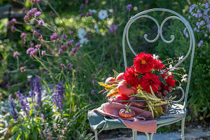 Harvest thanksgiving, dahlias (Dahlia), tomatoes and beans in wire basket on chair in late summer garden