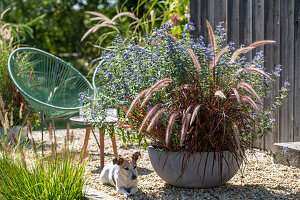 Kiesterrasse mit rotem Federborstengras 'Rubrum' und Bartblume (Caryopteris) im Topf neben Hund