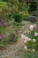 Flowering bed rose 'Banquet' (Rosa) at the edge of the path in the garden