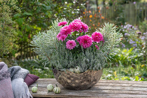 Dahlien (Dahlia), Wolfsmilch (Euphorbia) und Heidekraut (Calluna) in Metallschale auf Gartenmauer