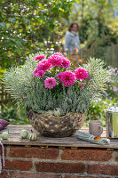 Dahlien (Dahlia), Wolfsmilch (Euphorbia) und Heidekraut (Calluna) in Metallschale auf Gartenmauer