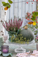 Heidekraut (Calluna), Kürbis und Gewürzfenchel (Foeniculum Vulgare) auf Etagere und Windlichter als Tischdeko