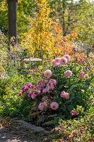 Herbstliches Blumenbeet mit Dahlien (Dahlia), Schneebeere, patagonisches Eisenkraut