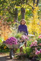 Frau bei Gartenarbeit mit Schubkarre mit Chrysanthemen (Chrysanthemum) und Chinaschilf, Beet mit Dahlien und Heidekraut, Schneebeere, patagonisches Eisenkraut