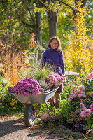 Frau bei Gartenarbeit mit Schubkarre mit Chrysanthemen (Chrysanthemum) und Chinaschilf, Beet mit Dahlien und Heidekraut, Schneebeere, patagonisches Eisenkraut