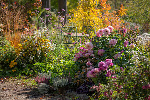 Dahlien (Dahlia), Chrysanthemen (Chrysanthemum) und Heidekraut (Calluna) in herbstlichem Blumenbeet