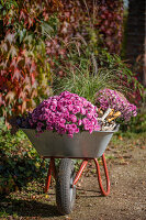 Schubkarre mit Chrysanthemen (Chrysanthemum) und Chinaschilf im herbstlichen Garten