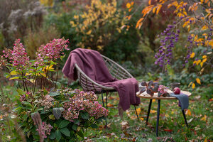 Hortensie (Hydrangea) vor Apfel auf Tisch im herbstlichen Garten neben Sitzplatz