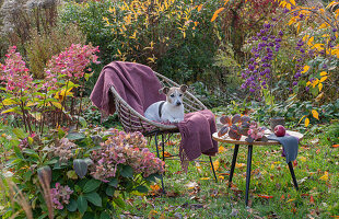 Hortensie (Hydrangea) vor Apfel (Mela) auf Tisch im herbstlichen Garten neben Sitzplatz mit Hund