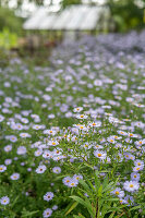 Autumn asters (Aster) in a bed