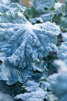 Cabbages (Brassica) with hoar frost in the bed