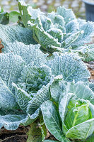 Savoy cabbage (Brassica oleracea) with hoar frost in the bed