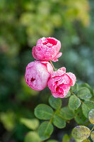 Roses with hoar frost in the garden (Rosa)