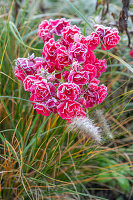 Rosen mit Raureif im Beet (Rosa)