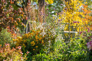 Herbstchrysanthemen (Chrysanthemum indicum), patagonisches Eisenkraut (Verbena bonariensis), Schafgarbe (Achillea) im herbstlichen Beet