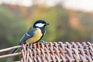 Great tit in the garden (Parus major) on wicker basket, close-up