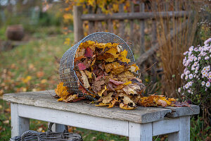 Gardening, raking leaves, collecting them in a basket and removing them from the lawn