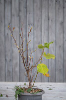 Magnolia (Magnolia) 'Satisfaction' in a pot with overgrown rootstock