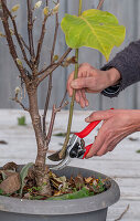 Magnolia (Magnolia) 'Satisfaction' in a pot with overgrown rootstock, remove wildling