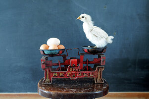 Chicks next to eggs on an old pair of scales