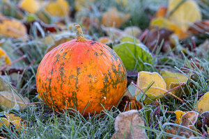 Little pumpkin (Potimarron) placed on frozen grass outdoors