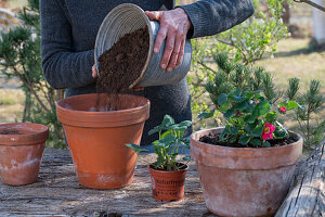 Planting strawberry 'Rubra' in a pot