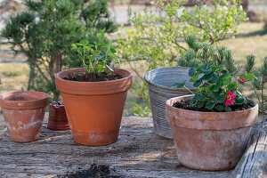 Plant strawberry 'Rubra' in pot