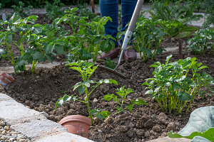 Mounding up potatoes