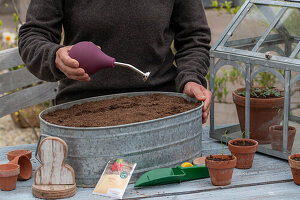 Sowing radish 'Marike' (Raphanus Sativus Var. Sativus) in a planter