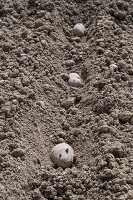 Planting potatoes, tubers in the soil