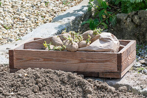 Vorgekeimte Kartoffeln in Kiste, ins Beet legen und einpflanzen