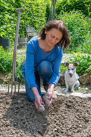 Kartoffeln in Erde legen zum anwachsen und Hund neben Beet