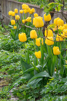 Tulip 'Strong Gold'