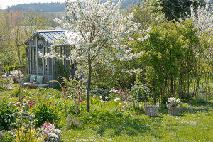 Flowering sour cherry 'Köröser Weichsel' (Prunus Cerasus) in front of tulips (Tulipa) in a bed and foam blossom with a seat at the teahouse