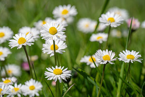 Gänseblümchen (Bellis Perennis) in der Wiese, close-up