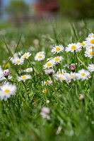 Gänseblümchen (Bellis Perennis) in der Wiese, close-up