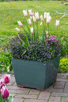 Planted pot with ground ivy, carnations (Dianthus) and tulip 'Marilyn' (Tulipa) on the terrace