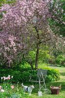 Ornamental apple and tulip 'Marilyn'