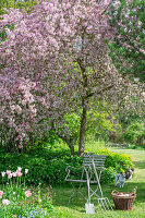 Ornamental apple and tulip 'Marilyn'