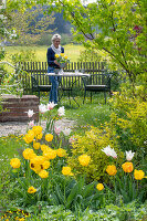 Beet mit Tulpe (Tulipa) 'Marilyn' und 'Strong Gold' vor Frau an Gartentisch