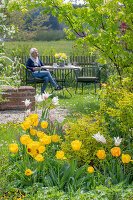 Bed with tulip (Tulipa) 'Marilyn' and 'Strong Gold' in front of woman at garden table