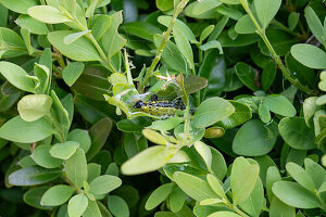 Box tree moth, pest on box hedge (Cydalima perspectalis), close-up