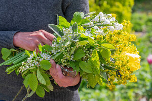 Woman holding bouquet with weeping cherry, rape, summer knot flower (Leucojum aestivum) 'Gravetye Giant', tulip 'Strong Gold' (Tulipa) and woolly cicely