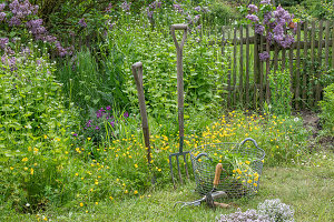 Cutting out Ranunculus acris in the bed next to garlic rocket (Alliaria petiolata)