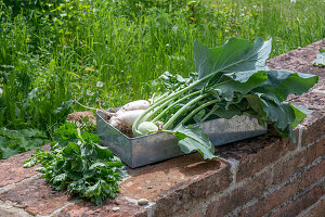 Freshly harvested celery stalks, kohlrabi and radish